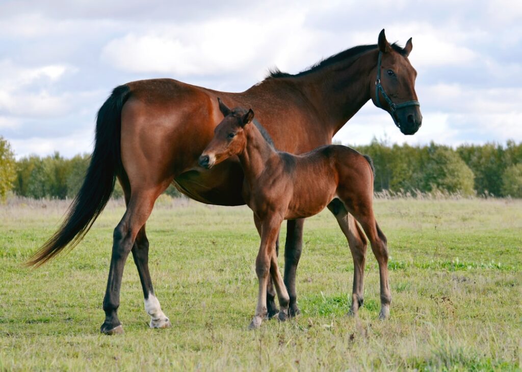 De sterke vrouw achter de carrière van Max Verstappen